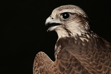 Red Tailed Hawk portrait on dark green background with copy space.