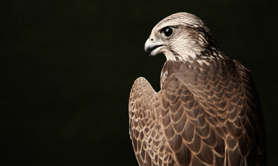 Red Tailed Hawk portrait on dark green background with copy space.