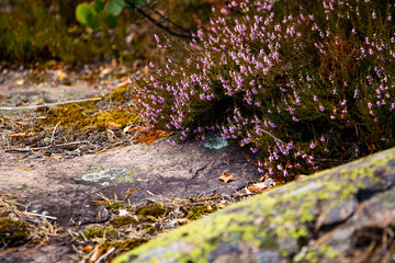 Purple forest flowers of Heather
