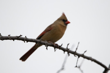 Northern Cardinal female sitting on tree branch