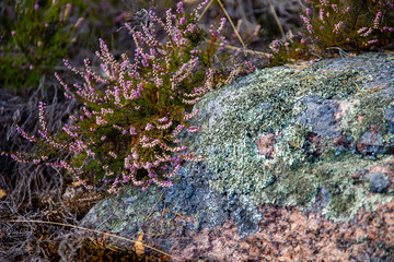 Purple forest flowers of Heather