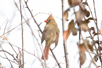 Northern cardinal female sitting on tree branch
