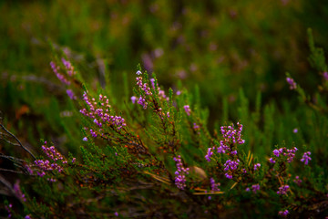 Purple forest flowers of Heather