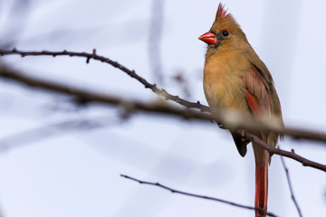 Northern cardinal female sitting on tree branch