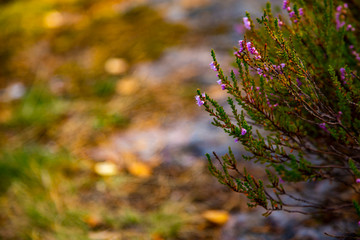 Purple forest flowers of Heather