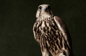 Red Tailed Hawk portrait on dark green background with copy space.