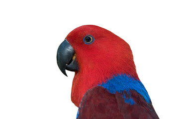 Closeup Eclectus parrot isolated on white background