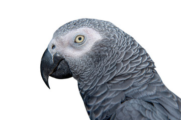 Closeup grey parrot isolated on white background
