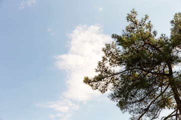 Branches of a green pine with cones against the blue sky.