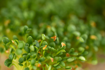 Close up of Freshly Grown  Micro greens