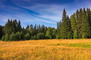 Autumn landscape. Yellowed grass in the meadow against the backdrop of the forest.