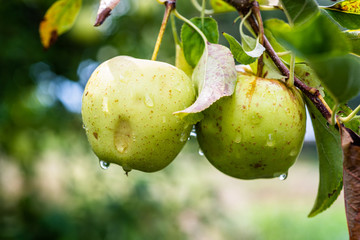 Green apples at Orchard