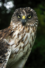 Harrier Hawk