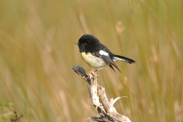 tomtit