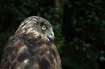 Harrier Hawk