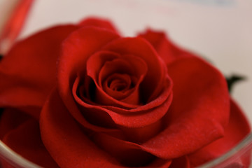 Close up of a red rose