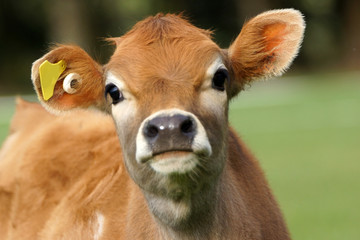 cute calf © Lakeview Images