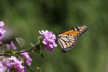 monarch butterfly