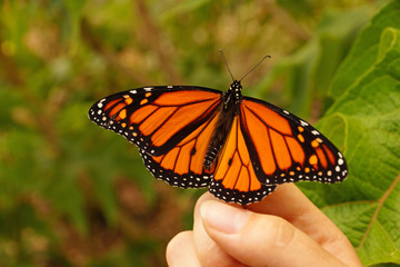 resting monarch
