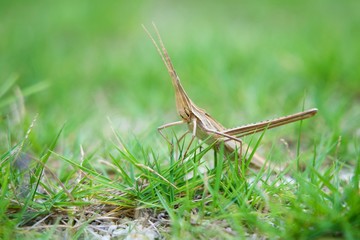 草むらに褐色のショウリョウバッタ