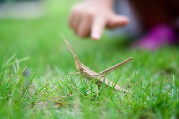 草むらに褐色のショウリョウバッタ見つけた