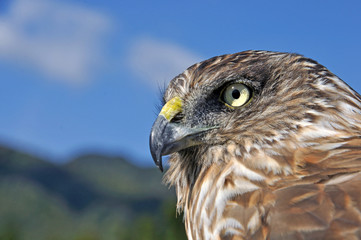 Harrier Hawk
