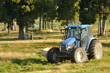Obraz premium mowing pasture