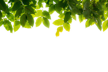 The green leaves are completely separated from the background.