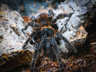 Vogelspinne im Unterholz