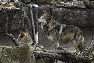 Mexican Gray Wolf. Two. Standing and looking to the left.