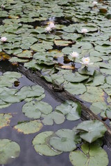 Pond life