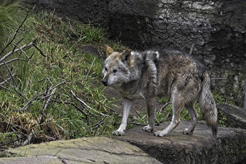 Fototapeta premium Mexican Gray Wolf. Standing. Walking to the left;