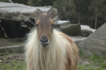 Tahr portrait