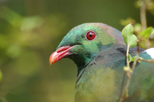 wood pigeon portrait
