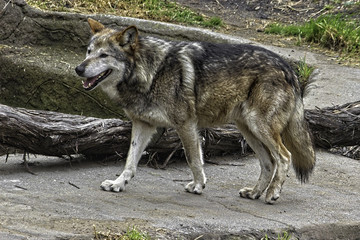 Obraz premium Mexican Gray Wolf. Standing. Walking to the left;