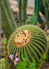 Golden Barrel cactus, popularly known as the golden ball plant in arid plants garden. Tropical ornamental plants concept at sunny day. Natural floral background. 