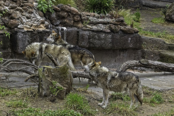 Fototapeta premium Mexican Gray Wolf. Pack of three wolves standing