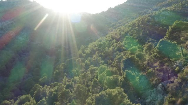 Flight over mediterranean forest