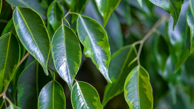 Close up of green, smooth, bright leaves of the Weeping fig's (Ficus benjamina). A beautiful indoor plant grown at home. Home decoration concept. Background with green leaves of a ficus.