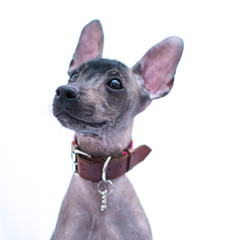 xoloitzcuintle