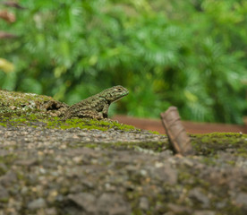 Spiny lizard modelling