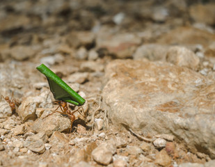 The brave leaf cutter ant