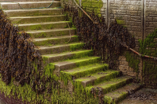Steps covered in seaweed, algae, and sealife along the southern coast of Ireland