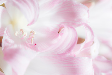 Naked Lady Lily (Amaryllis Belladonna) pink and white flowers.