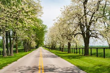 Fototapeta na wymiar Country road in the spring