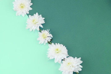 White chrysanthemum flowers on a mint background. Trendy color 2020.