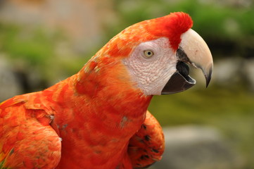 Parrot