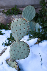 Cactus in snow