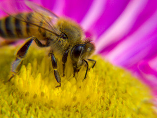 bee on flower