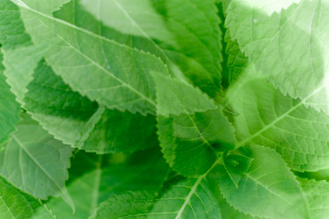 closeup of green leaf nature background